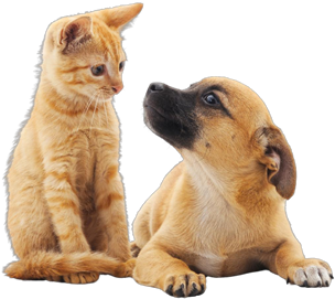 Mascotas Gabby Pets